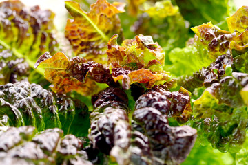 folhas de alface verde, macro.