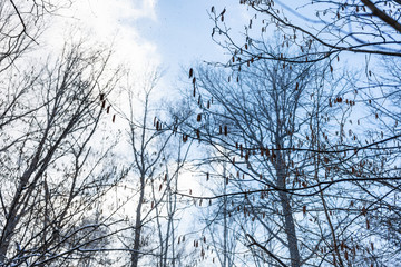 bottom view of alder tree with fresh catkins and blue sky on background in forest during last snowfall in spring evening