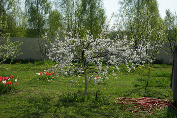 Flowering cherry tree in the garden