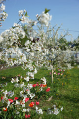 Flowering cherry tree in the garden