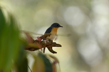 Tickell's blue flycatcher is a small passerine bird in the flycatcher family. This is an insectivorous species which breeds in tropical Asia