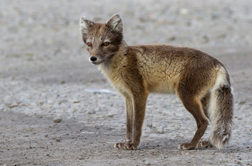 Arctic fox in his summer fur in the Russian ghost town Pyramiden on Spitsbergen.