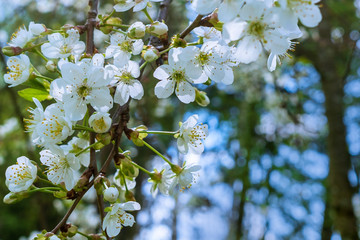 Branch blooming cherry with yellow stamens on a sunny day