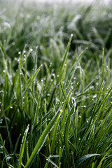 Fototapeta na wymiar wet fresh green grass with dews