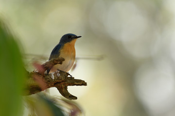 Tickell's blue flycatcher is a small passerine bird in the flycatcher family. This is an insectivorous species which breeds in tropical Asia