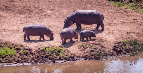 Naklejka na ściany i meble Group of Hippopotamus in the Kruger National Park, South Africa