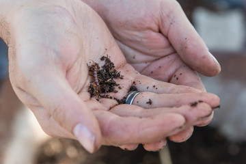 woman holds centipede and some earth in her hands