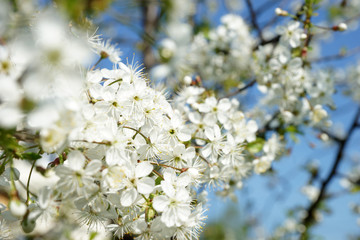 Flowering cherry tree in the garden