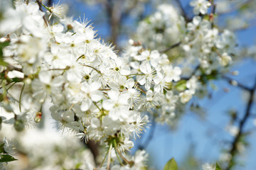 Fototapeta premium Flowering cherry tree in the garden