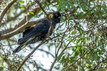 Yellow Tailed Black Cockatoo Alert