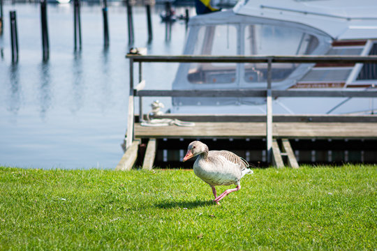 A duck walking in yatch marina in Malmo, Sweden