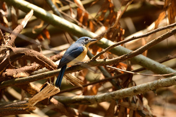 Tickell's blue flycatcher is a small passerine bird in the flycatcher family. This is an insectivorous species which breeds in tropical Asia