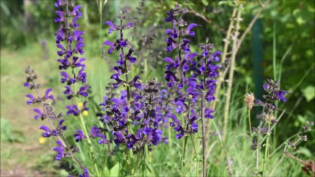Wiesensalbei, Salvia pratensis, Wildblumen als Bienenweide auf Trockenwiese