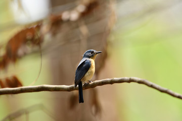 Tickell's blue flycatcher is a small passerine bird in the flycatcher family. This is an insectivorous species which breeds in tropical Asia