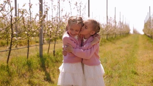 Two little twin sisters dressed in identical dresses and pink sweaters hug in an Apple orchard in spring.
