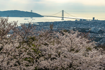 桜と明石海峡大橋 夕景