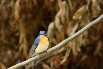 Tickell's blue flycatcher is a small passerine bird in the flycatcher family. This is an insectivorous species which breeds in tropical Asia