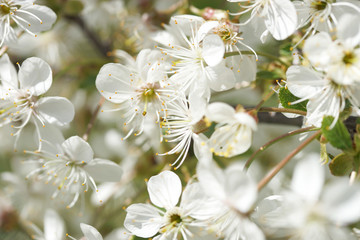 Flowering cherry tree in the garden