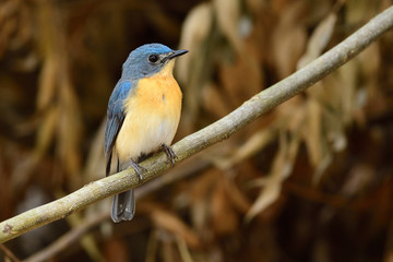 Tickell's blue flycatcher is a small passerine bird in the flycatcher family. This is an insectivorous species which breeds in tropical Asia