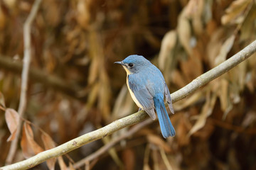 Tickell's blue flycatcher is a small passerine bird in the flycatcher family. This is an insectivorous species which breeds in tropical Asia