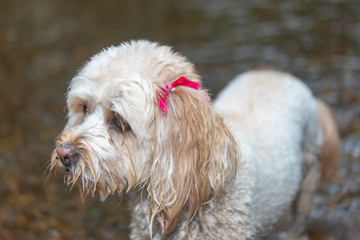 犬の犬種　キャバプー