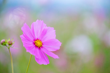 Obraz premium 明け方のコスモス畑の花一輪