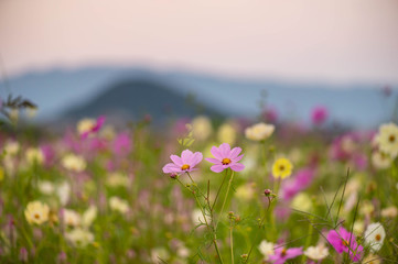 Fototapeta premium 田園の朝焼けと山とコスモス畑