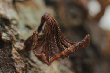 Dry leaves are still attached to the tree