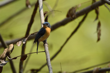 Tickell's blue flycatcher is a small passerine bird in the flycatcher family. This is an insectivorous species which breeds in tropical Asia