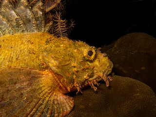 Amazing Scorpionfish or Scorpaenidae at a Puerto Galera reef in the Philippines