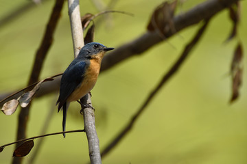 Tickell's blue flycatcher is a small passerine bird in the flycatcher family. This is an insectivorous species which breeds in tropical Asia