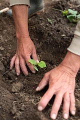 garden worker planting vegetable plant in hole. 