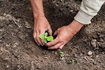 garden worker planting vegetable plant in hole. 