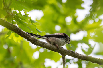 long-tailed tit in a tree 
