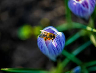 Bee on a flower on a sunny day.
