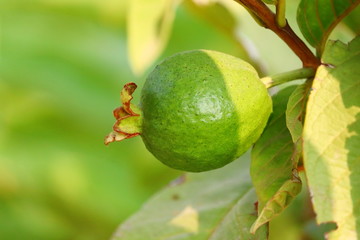 young green long  guava grow on plant in home garden