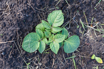 small potato plant in the garden