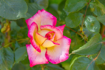 teahybrid pink and orange rose
