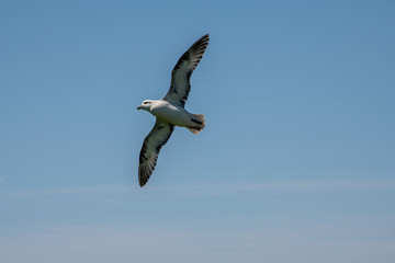 Fototapeta premium Juvenile Fulmar bird soaring above the sea in Cornwall UK