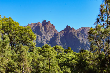 Mountain peaks of la Palma behind pine forest in Caldera del Taburiente