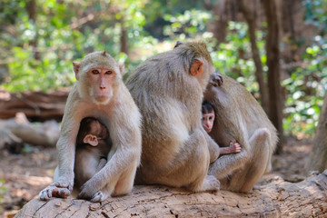 Family of monkeys with a little baby in forest 