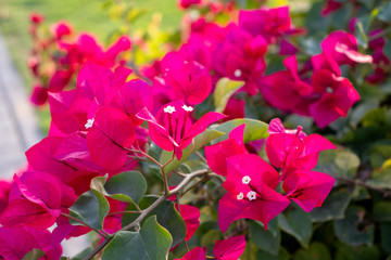 Fototapeta premium pink flowers in the garden