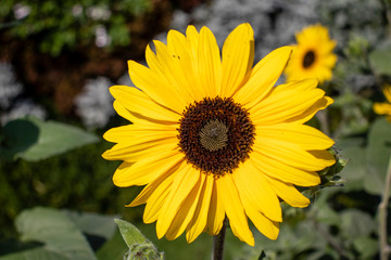 yellow sunflower in the garden