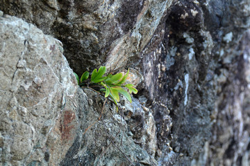 small plant on the rock, growing