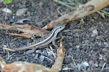 small stones and dry leaves, with the small lizard