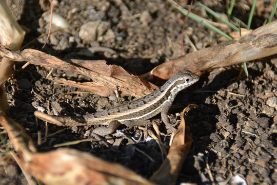 izard at the soil, with dry leaves
