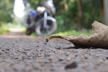 blurry back side bike in the leaf