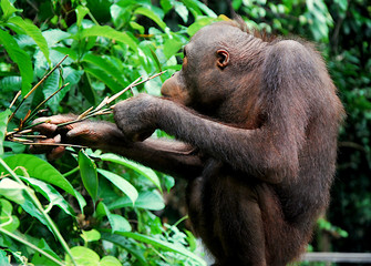 Orangutan wybiera
