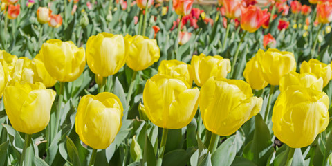 yellow tulips on flowerbed