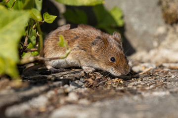 Eine Maus kommt vorsichtig aus ihrem Verseck zwischen Efeuranken